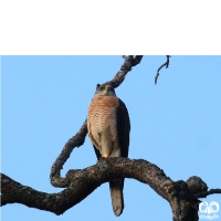 گونه پیغو Levant Sparrowhawk